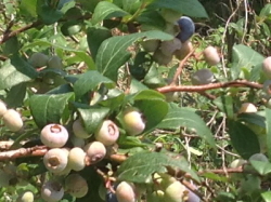 ブルーベリー１