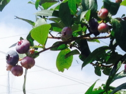 ブルーベリー２