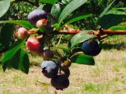 無農薬栽培ブルーベリー