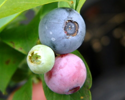 ブラットウェル