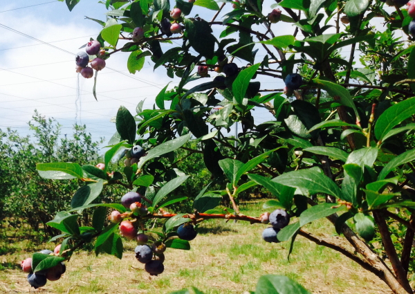 赤城ブルーベリー園